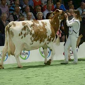 Bijzonder was ook de verschijning van Coba 89 van de familie Wiltink uit Nijbroek. Bijzonder omdat ze een vroege dochter is van Kian (mv. Clara's Orkan), die zelf op 15-jarige leeftijd nog altijd dekt en 'gewoon' op de CRV-stierenkaart staat.