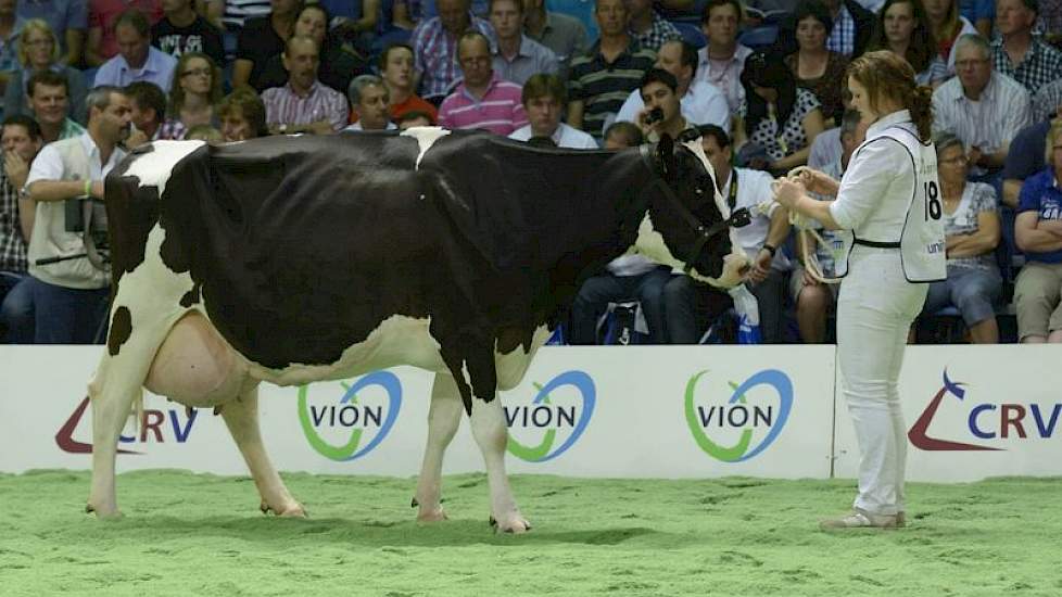 De 12-jarige Big Josie 34 (Big Arno x F16) van andermaal de familie Knoef, produceerde al 120.000 kg melk.