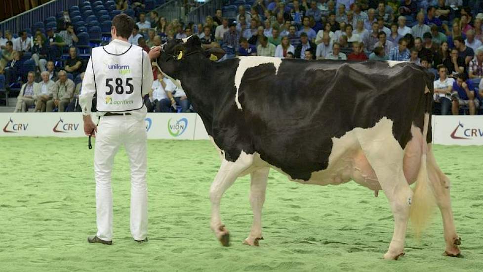 Jimm Holstein Hennie 302 (Goldwyn x Skywalker) van John de Vries uit Boijl, de latere reservekampioene bij de oudere koeien.