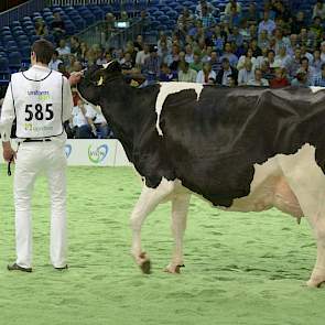 Jimm Holstein Hennie 302 (Goldwyn x Skywalker) van John de Vries uit Boijl, de latere reservekampioene bij de oudere koeien.