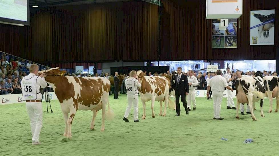 Voorop nr. 558 Caudumer 285, erachter nr. 560 J&G Lena 89. Beide dieren hebben als moedersvader Stadel.