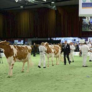 Voorop nr. 558 Caudumer 285, erachter nr. 560 J&G Lena 89. Beide dieren hebben als moedersvader Stadel.