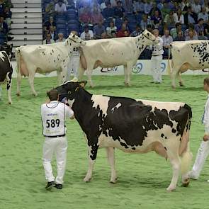 De fraaie groep van Picston Shottle (Mtoto x Aerostar), net als Jeeves en Sanchez overigens een forse eiwitverlager met -0,25%. Panelcijfer: 8,2.