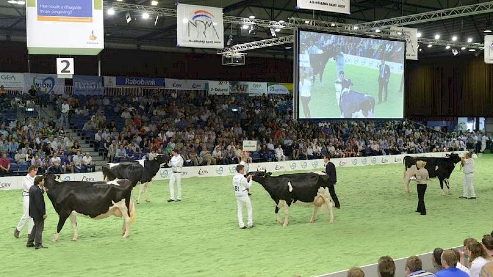 Een groep met opmerkelijk zwaar gebouwde dochters van Braedale Goldwyn (James x Storm). Panelcijfer: 8,9.