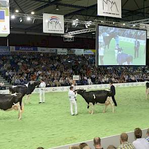 Een groep met opmerkelijk zwaar gebouwde dochters van Braedale Goldwyn (James x Storm). Panelcijfer: 8,9.