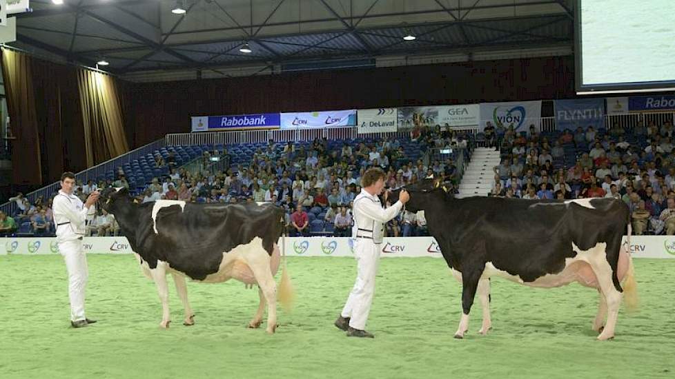 Links Hennie 302, rechts Hellen 585 (Goldwyn x Norik), beide van John de Vries. De beide koeien werden 1A en 1B van de rubriek met één na oudste koeien. Hennie 585 is tevens de moeder van de latere algemeen kampioene zwartbont Hellen 589.