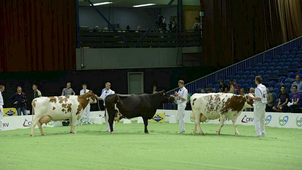 De donkere koe vormde een vreemde eend in de bijt. Het is Matthijs-dochter Woeste Polder Anoeska 39, een dochter van de moeder van de populaire kruislingstier Reladon. De donkere kleur kan worden verklaard door Brown Swiss-invloeden.