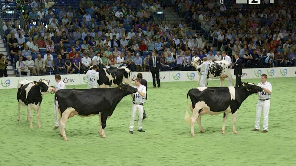 De Sanchez-groep wordt aangevoerd door catalogusnummer 503, de latere vaarzenkampioene Willem's Hoeve Rita 579 van De Jong uit Buren (Gld.). Erachter loopt met catalogusnummer 514 Hbc Star-Sanchez (Sanchez x Goldwyn).