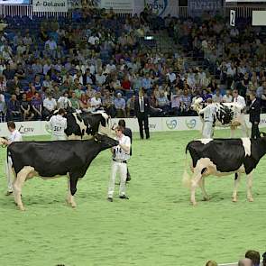 De Sanchez-groep wordt aangevoerd door catalogusnummer 503, de latere vaarzenkampioene Willem's Hoeve Rita 579 van De Jong uit Buren (Gld.). Erachter loopt met catalogusnummer 514 Hbc Star-Sanchez (Sanchez x Goldwyn).