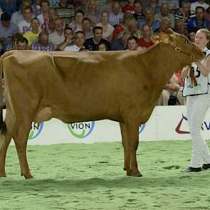 Zabing x Brown Swiss-stier Amaranto.