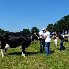 De oudste koe van de keuring. Wansink Koosje 171 (Lord Lily x Delta Lava) is van 20-1 2001.