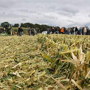 Stoppelbewerking heeft als voordeel dat de grond van organische stof wordt voorzien. In Duitsland wordt het ook gedaan om de maiswortelboorder mee te bestrijden.