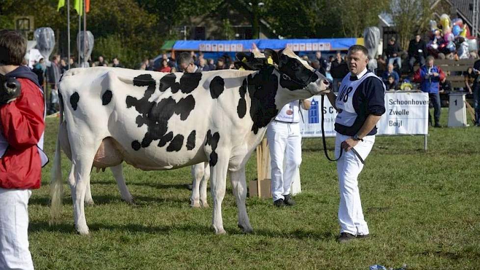 Bijzonder aan de finale van de zwartbonte middenklasse was dat er een tweeling bij stond. Op de foto Vink Betje 155 (v. Lucky Lawrence) van Bart Vink uit Ottoland, met daar achter (nauwelijks zichtbaar) haar tweelingzusje.