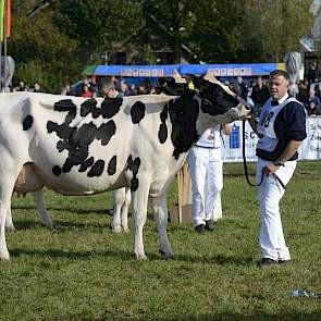 Bijzonder aan de finale van de zwartbonte middenklasse was dat er een tweeling bij stond. Op de foto Vink Betje 155 (v. Lucky Lawrence) van Bart Vink uit Ottoland, met daar achter (nauwelijks zichtbaar) haar tweelingzusje.