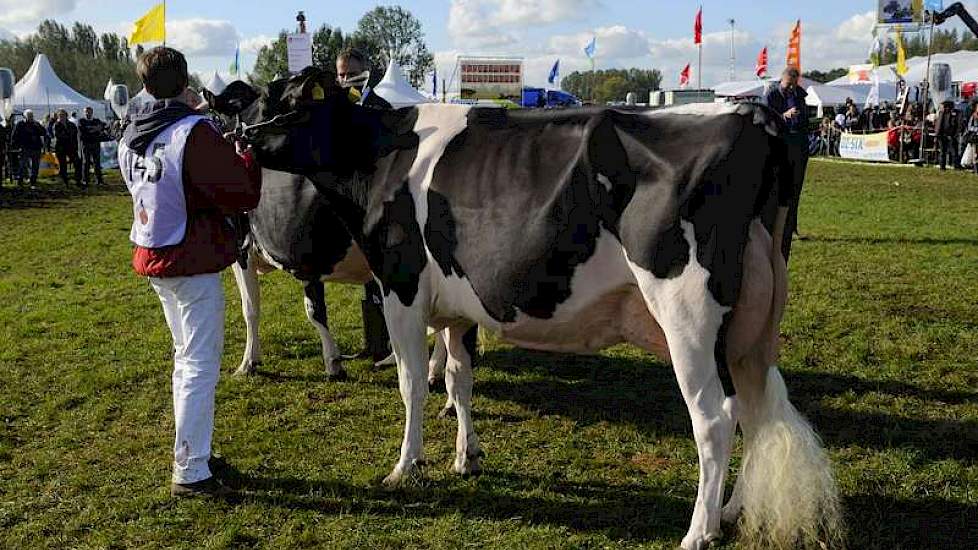 Reservekampioene van de middenklasse Ella 169 (v. Stormatic) is een dochter van de latere algemeen kampioene Ella 139 (v. Boss Iron).