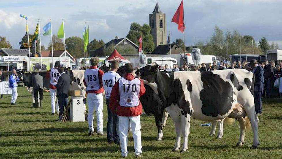 De line-up bij de zwartbonte senioren.