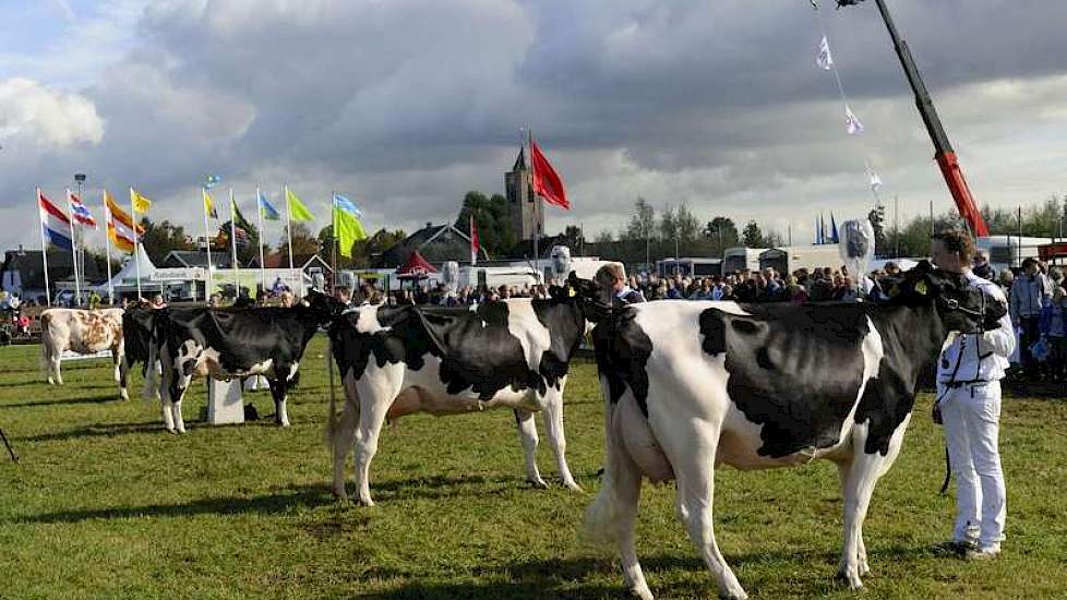 De beste vijf vaarzen staan opgesteld, met in het midden de reservekampioene van Schep.