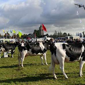 De beste vijf vaarzen staan opgesteld, met in het midden de reservekampioene van Schep.