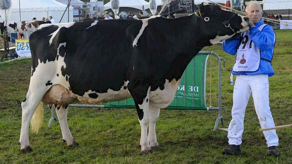 Teus van Dijk met de overbekende voormalige NRM-kampioene Wilhelmina 358 (v. Juror). De op 27 april 2001 geboren koe produceerde in haar leven al 130.000 kg melk.