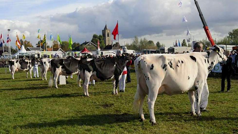 De line-up bij de zwartbonte middenklasse.