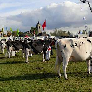 De line-up bij de zwartbonte middenklasse.