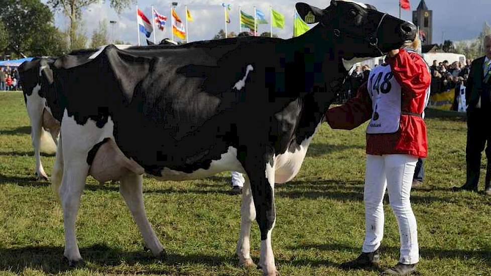 De middenklasse werd volledig gedomineerd door Nico Bons, want de eerste drie plaatsen waren voor hem. Op de foto de kampioene Bons-Holsteins Ella 167 (v. Goldwyn).