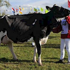 De middenklasse werd volledig gedomineerd door Nico Bons, want de eerste drie plaatsen waren voor hem. Op de foto de kampioene Bons-Holsteins Ella 167 (v. Goldwyn).