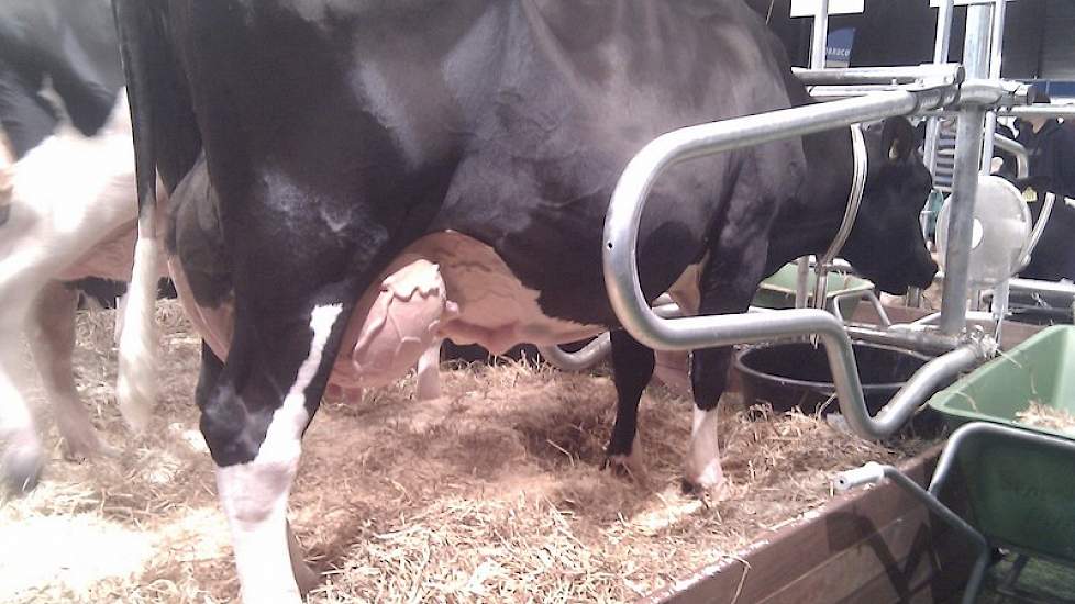 Van Norel uit Doornspijk (Gld.) is eigenaar van deze dochter van Peinzer Boy (MV: BlackPrice.