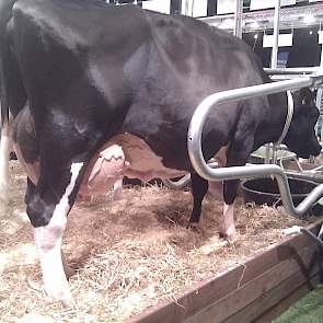 Van Norel uit Doornspijk (Gld.) is eigenaar van deze dochter van Peinzer Boy (MV: BlackPrice.