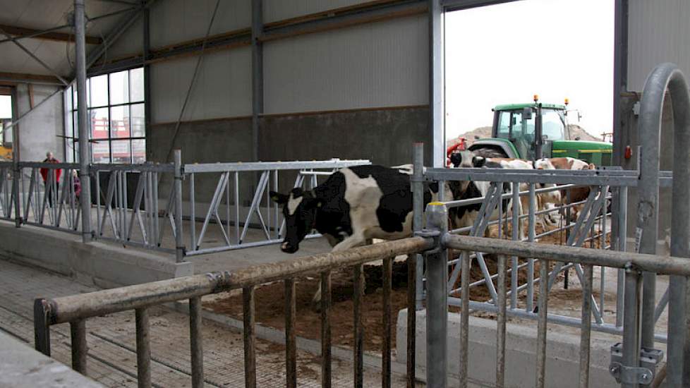 De eerste stappen in de nieuwe stal.