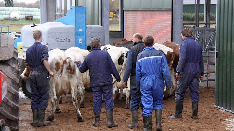 Met zachte dwang gaan de laatste de nieuwe stal binnen.