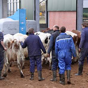 Met zachte dwang gaan de laatste de nieuwe stal binnen.