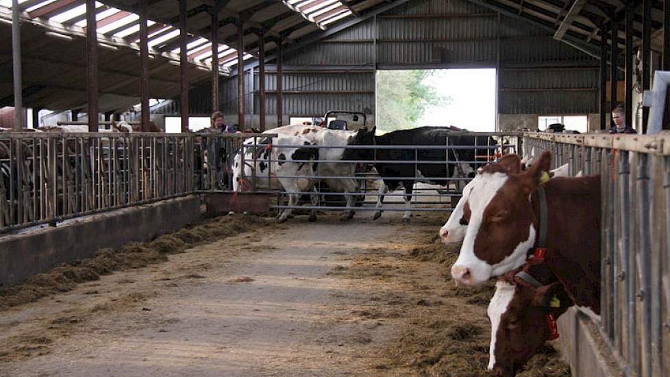 In de met waterbedden uitgeruste oude stal worden de koeien alvast over het voerpad geleid.