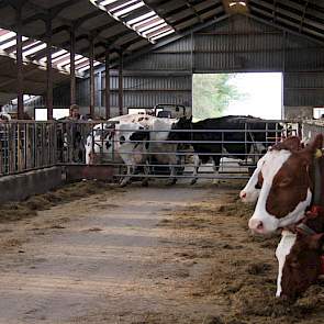 In de met waterbedden uitgeruste oude stal worden de koeien alvast over het voerpad geleid.