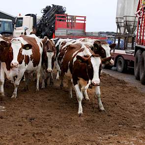 Buiten bouwen de mannen met al het voorradige materieel een niet te missen route voor het vee. Opgebracht zand dient als plaveisel en dan eindelijk is het zoveelste spannende moment daar; de koeien maken de oversteek naar de nieuwe stal met gedroogde mest