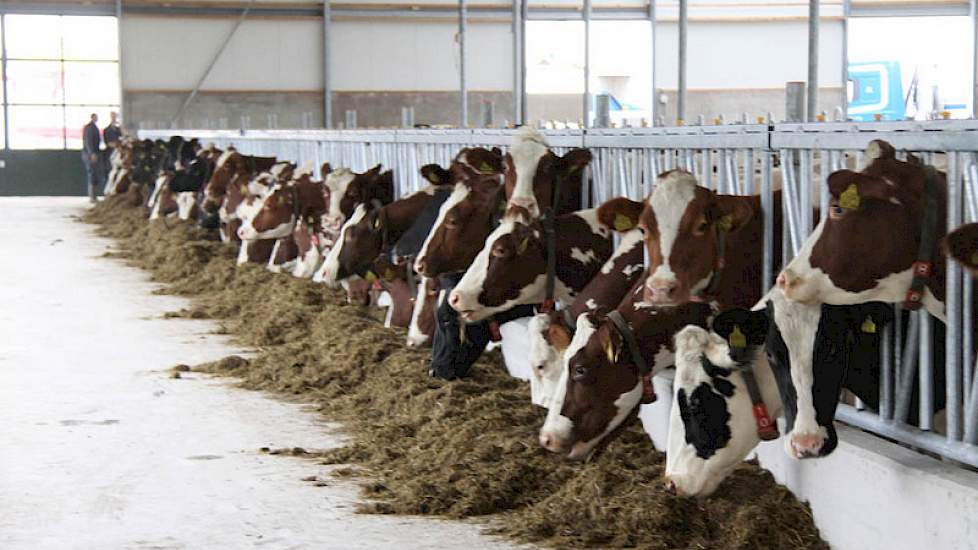 De koeien doen zich tegoed aan het voer in de nieuwe stal.