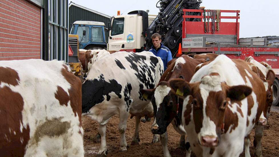 Buiten bouwen de mannen met al het voorradige materieel een niet te missen route voor het vee. Opgebracht zand dient als plaveisel en dan eindelijk is het zoveelste spannende moment daar; de koeien maken de oversteek naar de nieuwe stal met gedroogde mest