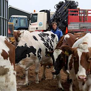 Buiten bouwen de mannen met al het voorradige materieel een niet te missen route voor het vee. Opgebracht zand dient als plaveisel en dan eindelijk is het zoveelste spannende moment daar; de koeien maken de oversteek naar de nieuwe stal met gedroogde mest