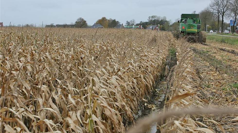 De 65 hectare maïs van het het laatrijpe ras PR37Y12 is in het voorjaar onder folie gezaaid.