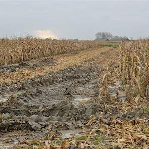 De maaidorser laat als gevolg van de natte omstandigheden diepe sporen achter in het perceel.