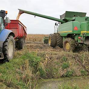 Vermue transporteert de maïs met een kipper naar zijn erf om vanaf daar naar de Brabantse koper te worden getransporteerd.