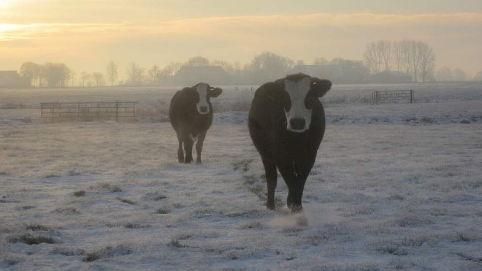 Margreet Sikkema uit het Groningse Niehove schrijft: onze raszuivere blaarkoppen op 08-12-2012 in de sneeuw. Ze waren net klaar met een sneeuwballen gevecht ;-)