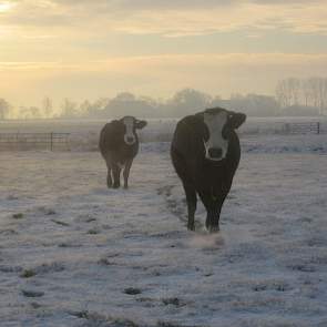 Margreet Sikkema uit het Groningse Niehove schrijft: onze raszuivere blaarkoppen op 08-12-2012 in de sneeuw. Ze waren net klaar met een sneeuwballen gevecht ;-)