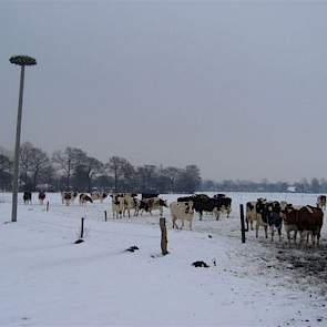 Even naar buiten, goed voor de klauwen en handig om de boxen te vullen (G Hulsman).