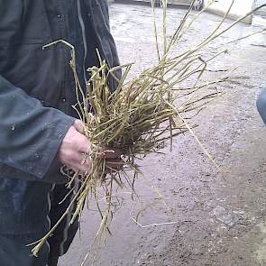 Luzernehooi is de structuur component van het rantsoen. Gras ontbreekt.