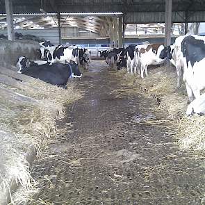 De ligboxenstal met houten ligboxafscheidingen, een dichte vloer en heel veel stro in de boxen.