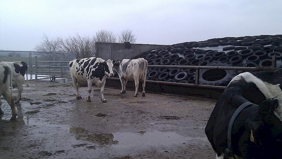 Tussen de zwartbonte Holstein veestapel een Belgisch Blauw kruisling.