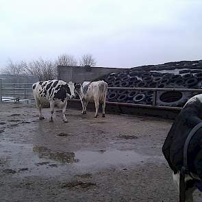 Tussen de zwartbonte Holstein veestapel een Belgisch Blauw kruisling.