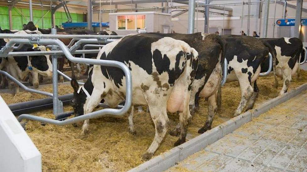 De diepstrooistel-ligboxen met stro-water-kalk worden flink uitgetest.