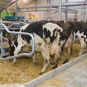 De diepstrooistel-ligboxen met stro-water-kalk worden flink uitgetest.